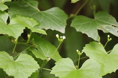 Zehneria maysorensis var. umbellata